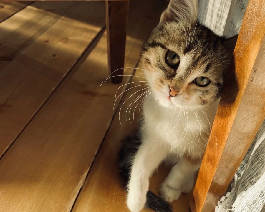 ���������� ���������� �������� �������� � ������� � �����