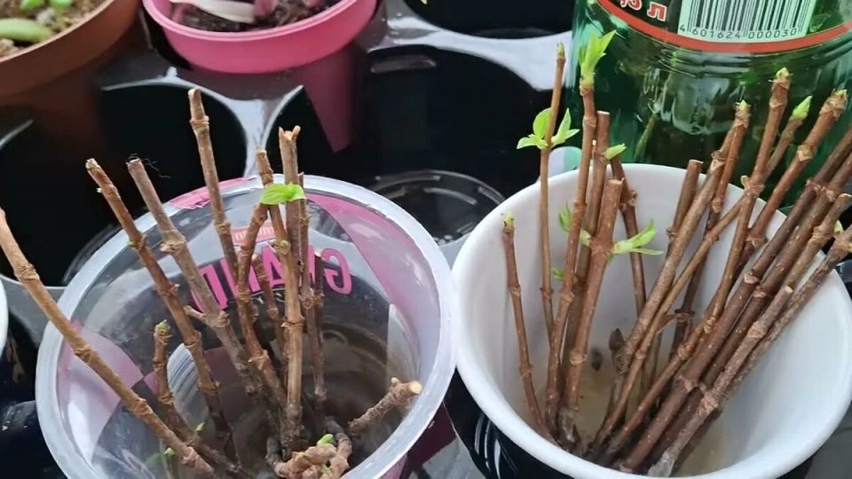 ��� ���������� ���� � ��������� � �����: ������� ��������� ������������