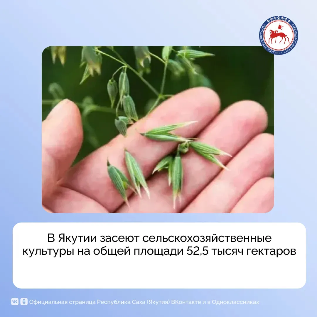 В республике в текущем году планируется засеять сельскохозяйственные культуры на общей площади 52, 5 тысяч гектаров