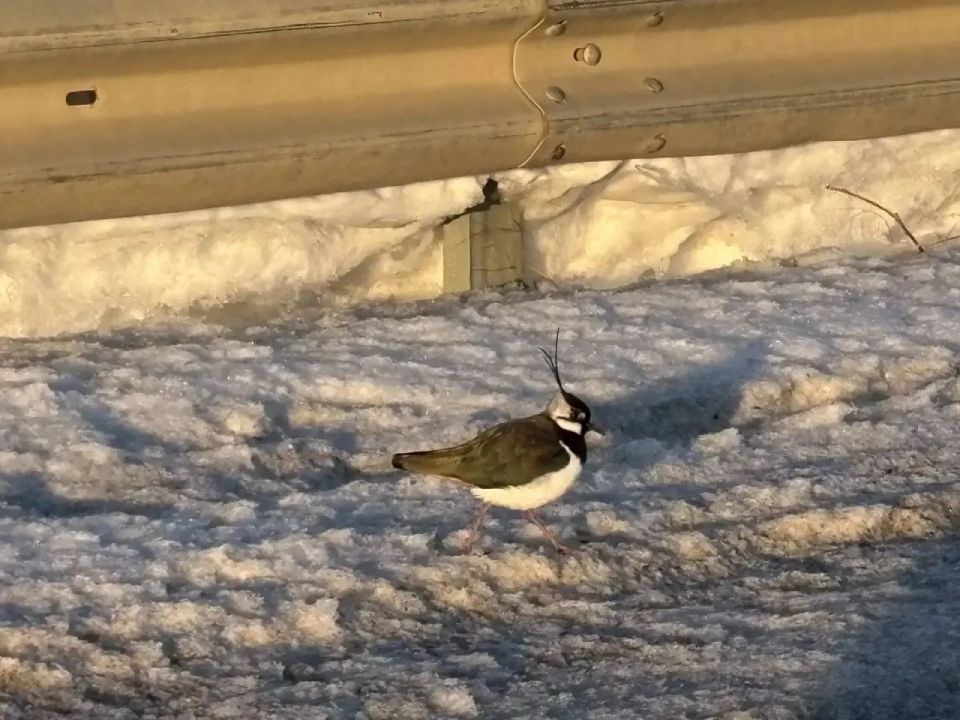 ������ ���������. ���� ����� ��������� �������
