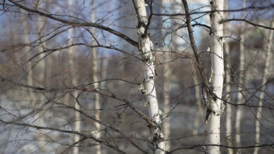 ������� ������ � ������� �� 19 ������