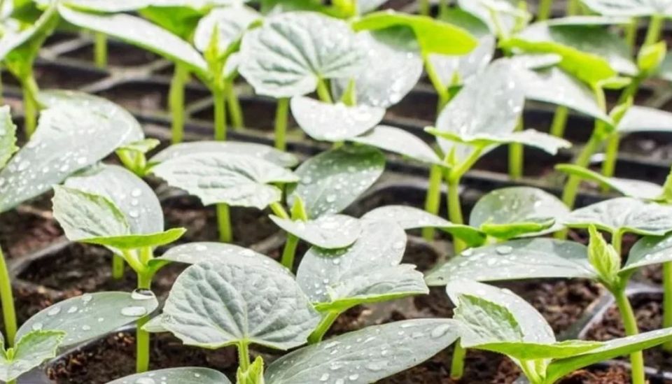 ������� ������� �������: ������ �� ������� ����� �� ������� � �����