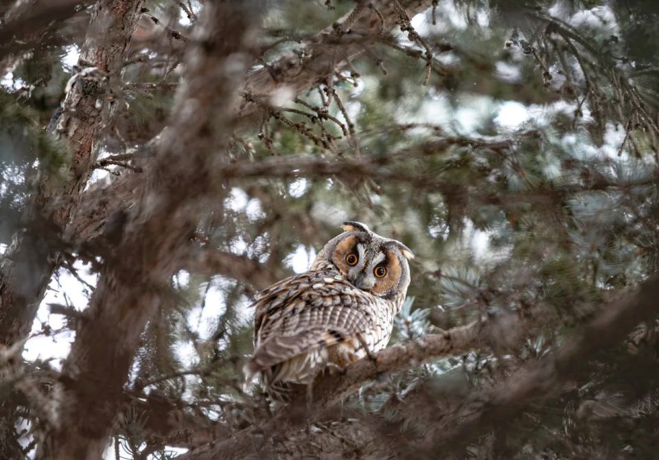 ��� ���������� ��������� ������� ����