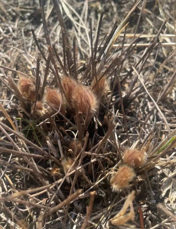 � ���� ����� ����������� ����� ����� � ������ �������� ������ �����������