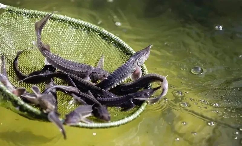 ���� ������: ������� ������, ������� ������