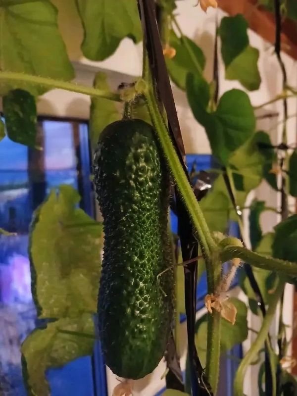 � ���� �������� ��������� ������ � ����� ��������� �� ���� ������� ������ ������