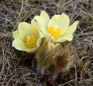 #��������. ������ ���� �������� �������� ������ �������� ������ �������� @uamurusahargata @ulusmedia