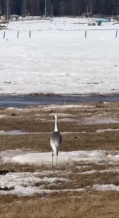 � ���������� ����� ������� ������ �������� �������