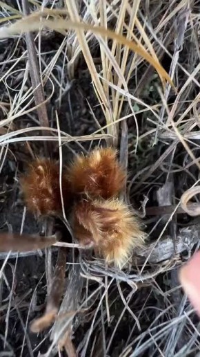 ������ �������� ����������� �� ����� �����