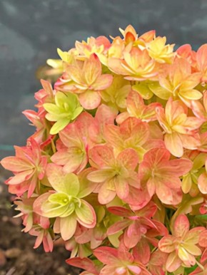 ����� �������: ����� ����� � ���� ��������� � ��������� �������