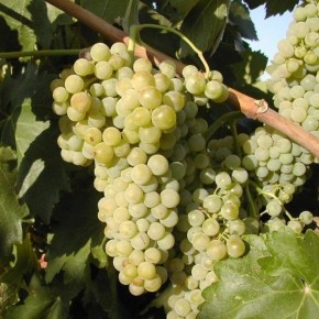 �������: ��������� ����� ����, ������� ������������ ���������