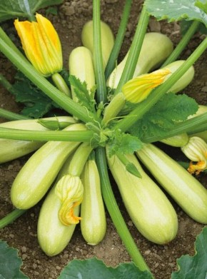 ��� ����� ��������, ������� �������� ������� ��� ������