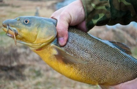 ������� ����: 5 �������� ���, ������� ������� �������� � ���������� �����