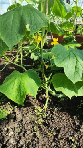 ������ ������ � ������� ������-��������� �����