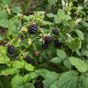 �������� ������ � ������� ���������� ���� � �������� ����