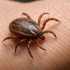 ������� ������ ���������, ��� ���������� �� ������