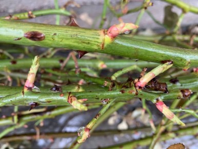 �������� ��������� ���: ��� �������� �������� �� ���������� �� ���� �����