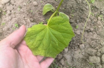 ������ ������� ������ �������: ������� � ������� ��������