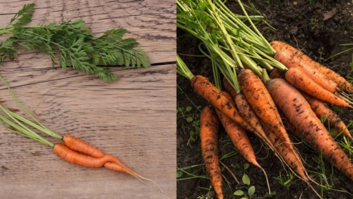 ��� ��������� ���������� �������: ������� ������ ������ � ���������� �����