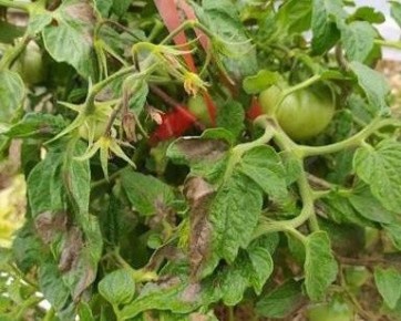 ���������� ������� � �������: ����������� �����������