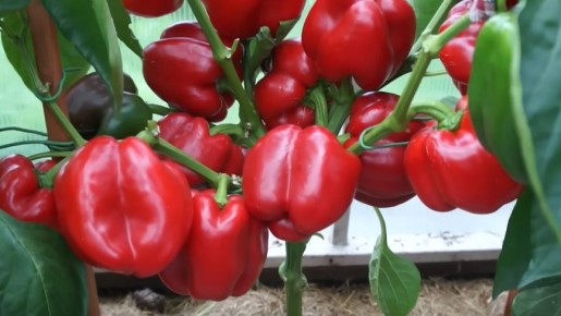 ��� ������� �������� ���������� ������: ������� ��������� �����������