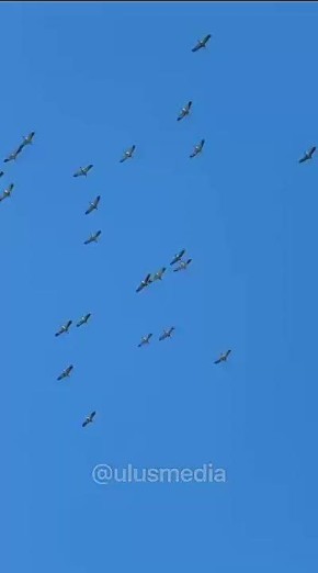 ������� ���� �������� ��������� ��� ����� �������