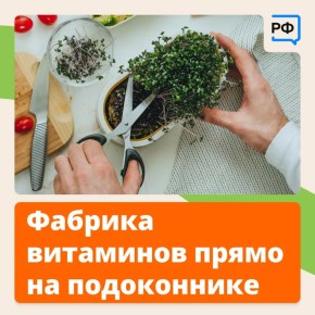 От микрозелени можно получить большую пользу