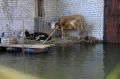 В Якутске начали отгонять скот от воды