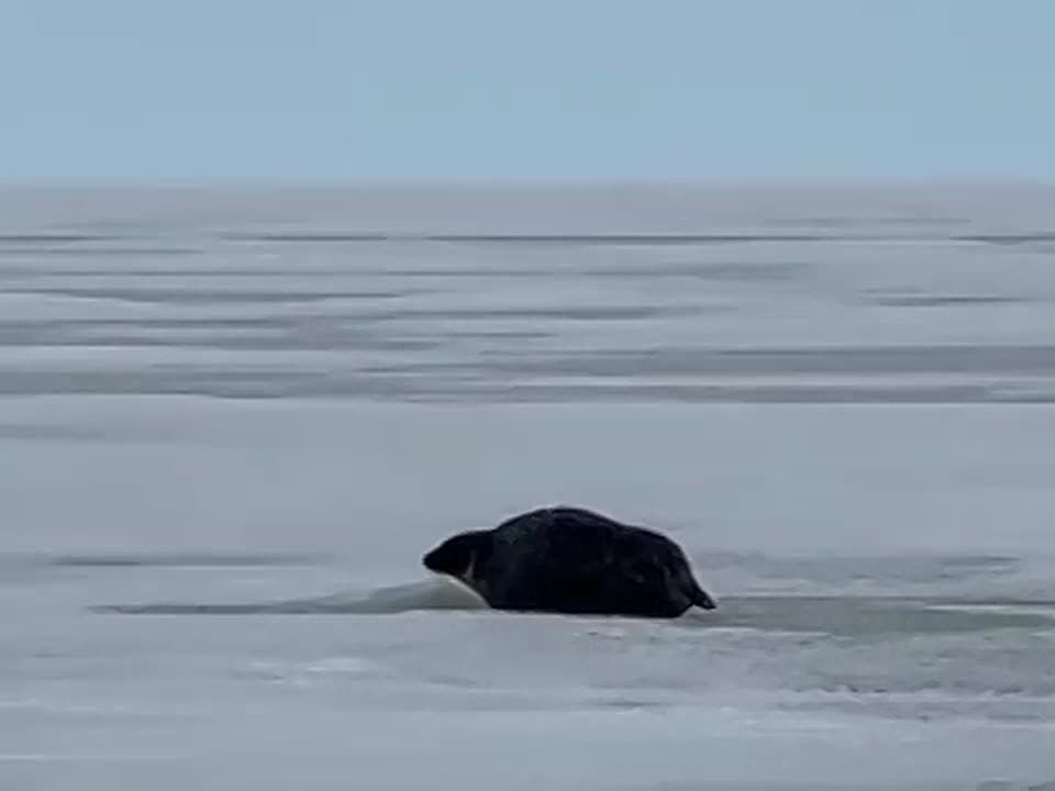 Предположительно, редкий морской заяц замечен у Тикси