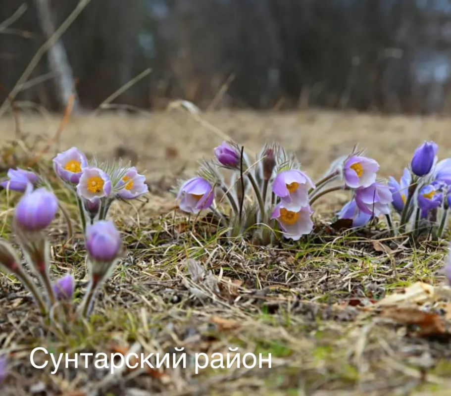 В Якутии отмечают День подснежника В Якутии отмечают День подснежника