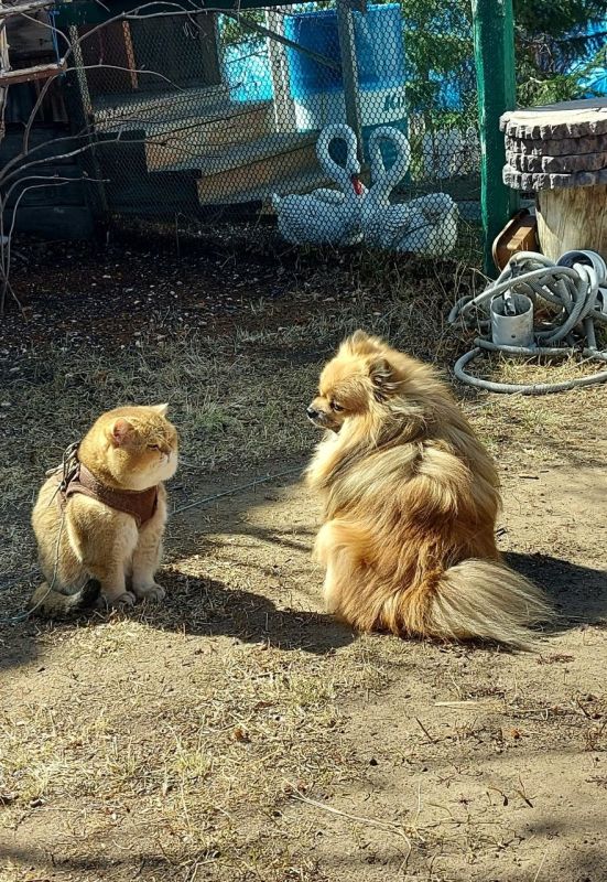 Четыре лебедя Фото подписчика @sakhaday