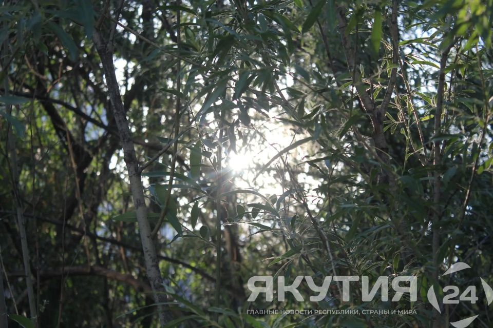 Число обратившихся к врачам после укусов клещей россиян выросло до 84 тысяч за неделю