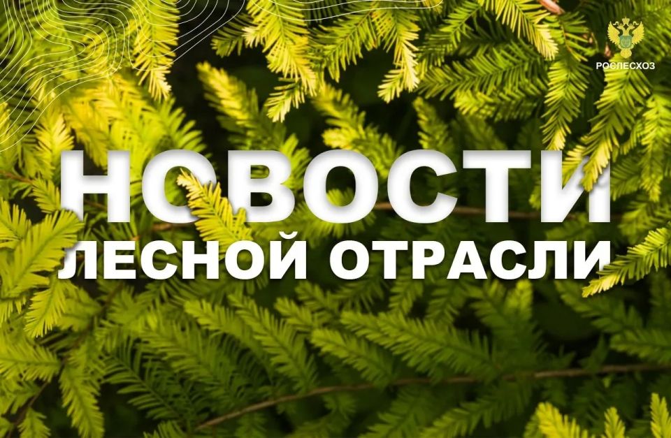 Интерфакс: Рослесхоз рекомендует ввести режим ЧС из-за лесных пожаров в Приамурье и Хабаровском крае
