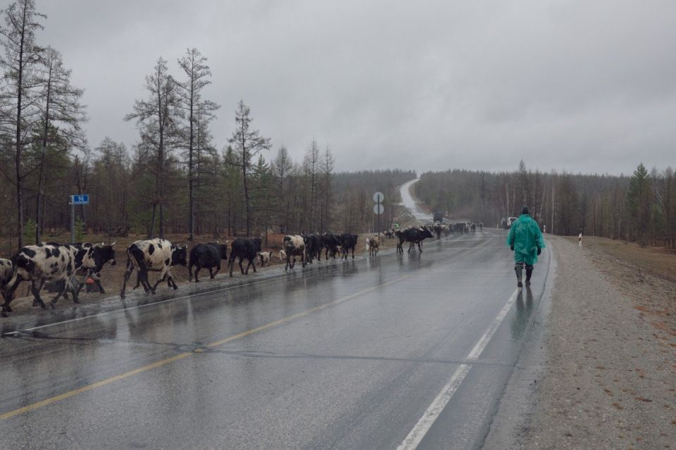 Фоторепортаж Славы Лю-фа о якутских коровах был показан на выставке в Тбилиси Фоторепортаж Славы Лю-фа о якутских коровах был показан на выставке в Тбилиси