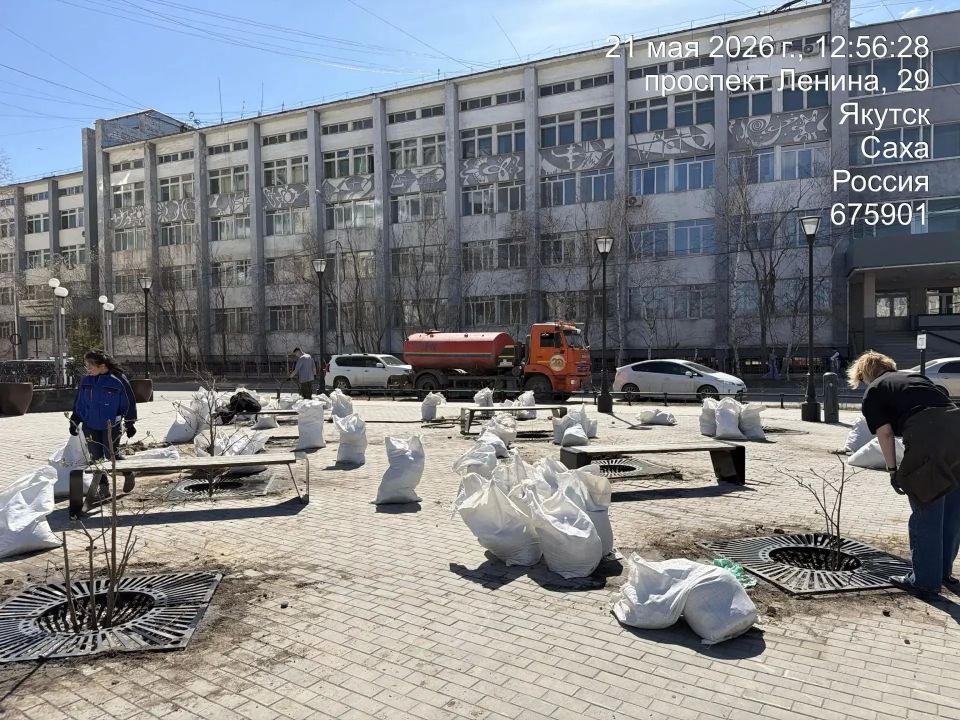На ул. Ойунского спасли семь рябин На ул. Ойунского спасли семь рябин