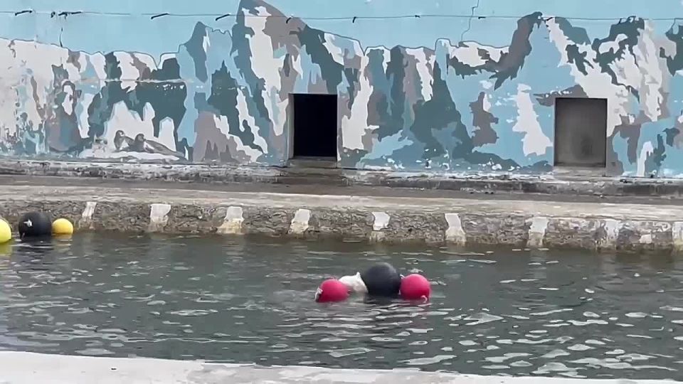 Игры медвежонка Яны с мячами в воде сняли на видео