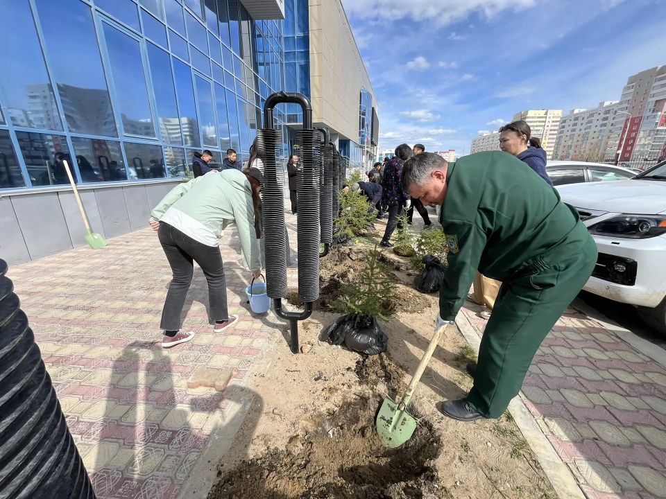 #ЗеленыйЧетверг: в Минэкологии Якутии заложили аллею из именных елей #ЗеленыйЧетверг: в Минэкологии Якутии заложили аллею из именных елей