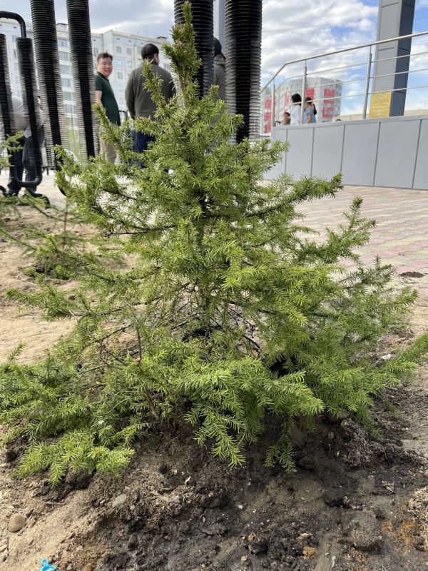 #ЗеленыйЧетверг: в Минэкологии Якутии заложили аллею из именных елей #ЗеленыйЧетверг: в Минэкологии Якутии заложили аллею из именных елей