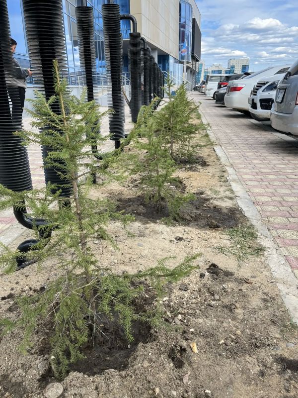 #ЗеленыйЧетверг: в Минэкологии Якутии заложили аллею из именных елей #ЗеленыйЧетверг: в Минэкологии Якутии заложили аллею из именных елей