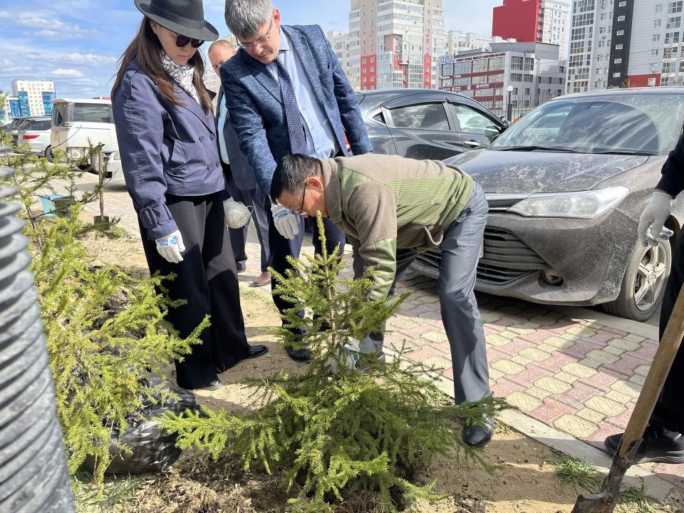 #ЗеленыйЧетверг: в Минэкологии Якутии заложили аллею из именных елей #ЗеленыйЧетверг: в Минэкологии Якутии заложили аллею из именных елей