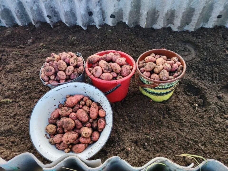 Картофель на Севере: как собрать урожай за короткое лето