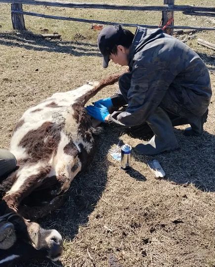 В ветеринарных участках, пунктах, лечебницах Управления ветеринарии с ВИЛ Хангаласского улуса кипит работа по кастрации лошадей и бычков В ветеринарных участках, пунктах, лечебницах Управления ветеринарии с ВИЛ Хангаласского улуса кипит работа по кастрации лошадей и бычков