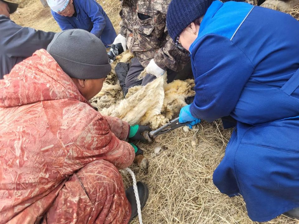 Стрижка лабораторного барана в Управлении ветеринарии с ВИЛ Намского улуса с филиалом в ЖНЭР Стрижка лабораторного барана в Управлении ветеринарии с ВИЛ Намского улуса с филиалом в ЖНЭР