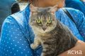 Ярмарка-пристройство бездомных кошек пройдет в Якутске в выходные