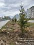 В 2026 году мы продолжаем нашу городскую программу озеленения профессиональным способом с привлечением компетентных специалистов и предприятий
