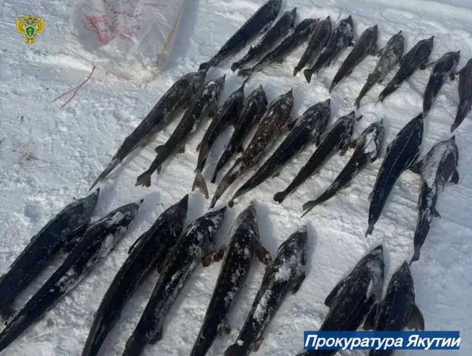 Согласно материалам уголовного дела, житель Нижнеколымского района, с февраля по март 2026 года, незаконно выловил в 50 км от п. Черский в реке Колыма 245 особей сибирского осетра, являющегося особо ценным видом водных... Согласно материалам уголовного дела, житель Нижнеколымского района, с февраля по март 2026 года, незаконно выловил в 50 км от п. Черский в реке Колыма 245 особей сибирского осетра, являющегося особо ценным видом водных...