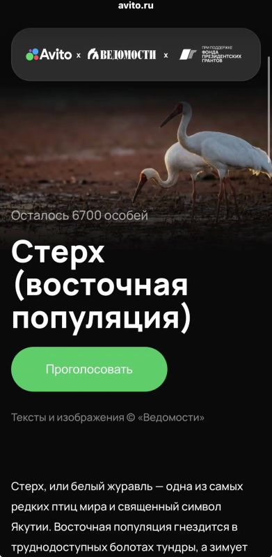 Якутия голосует за стерха и дикушу во Всероссийском голосовании Якутия голосует за стерха и дикушу во Всероссийском голосовании