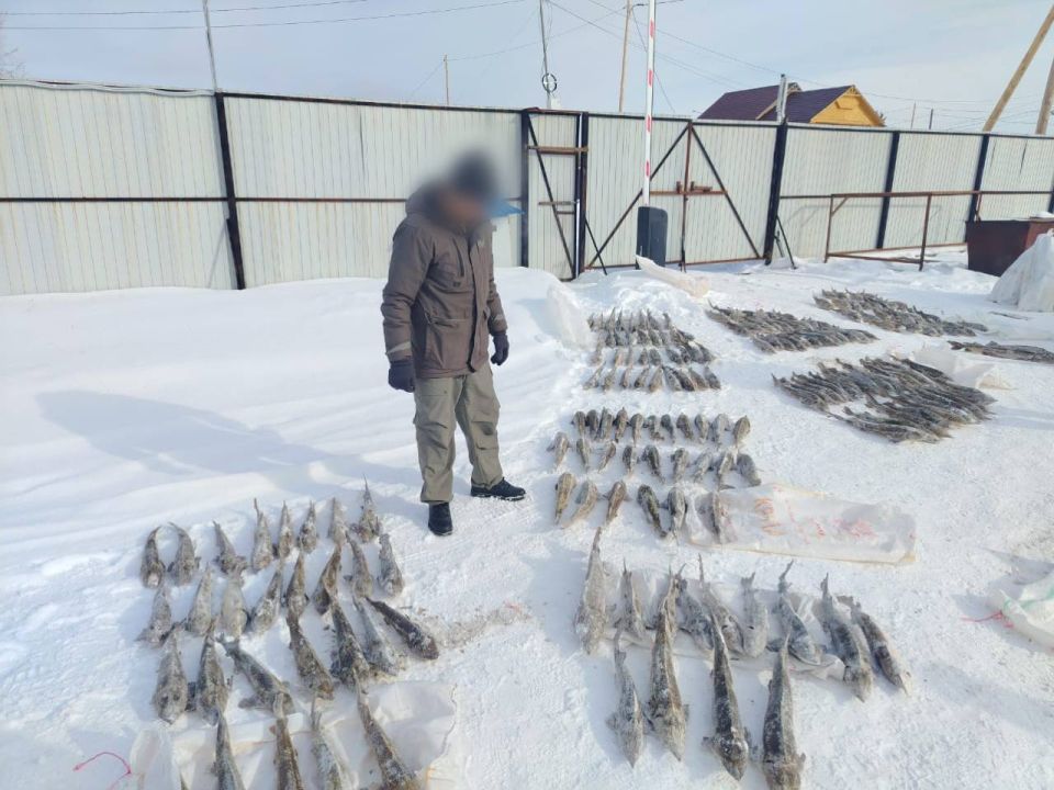 В Якутии браконьер выловил 245 краснокнижных осетров В Якутии браконьер выловил 245 краснокнижных осетров