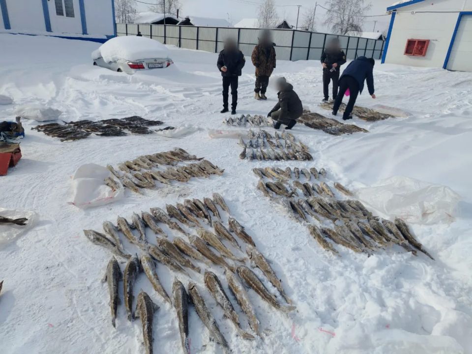 Житель Якутии предстанет перед судом за незаконный вылов 245 особей краснокнижного сибирского осетра
