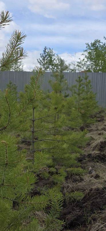 В Якутске обновили геоглиф «Победа-80» В Якутске обновили геоглиф «Победа-80»